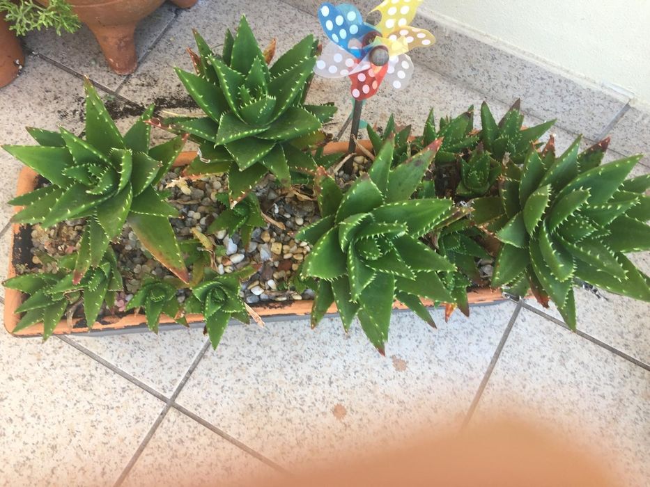 Cato em floreira de barro