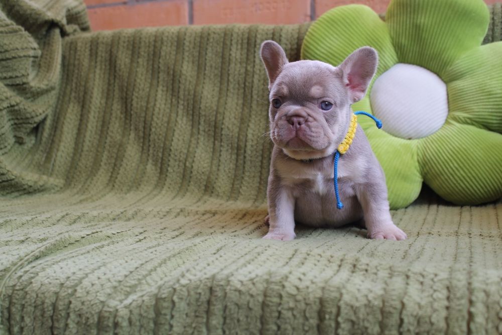 Хлопчик Ізабелла Нью шейд тан супер якість