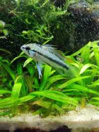 Apistogramma trifasciata