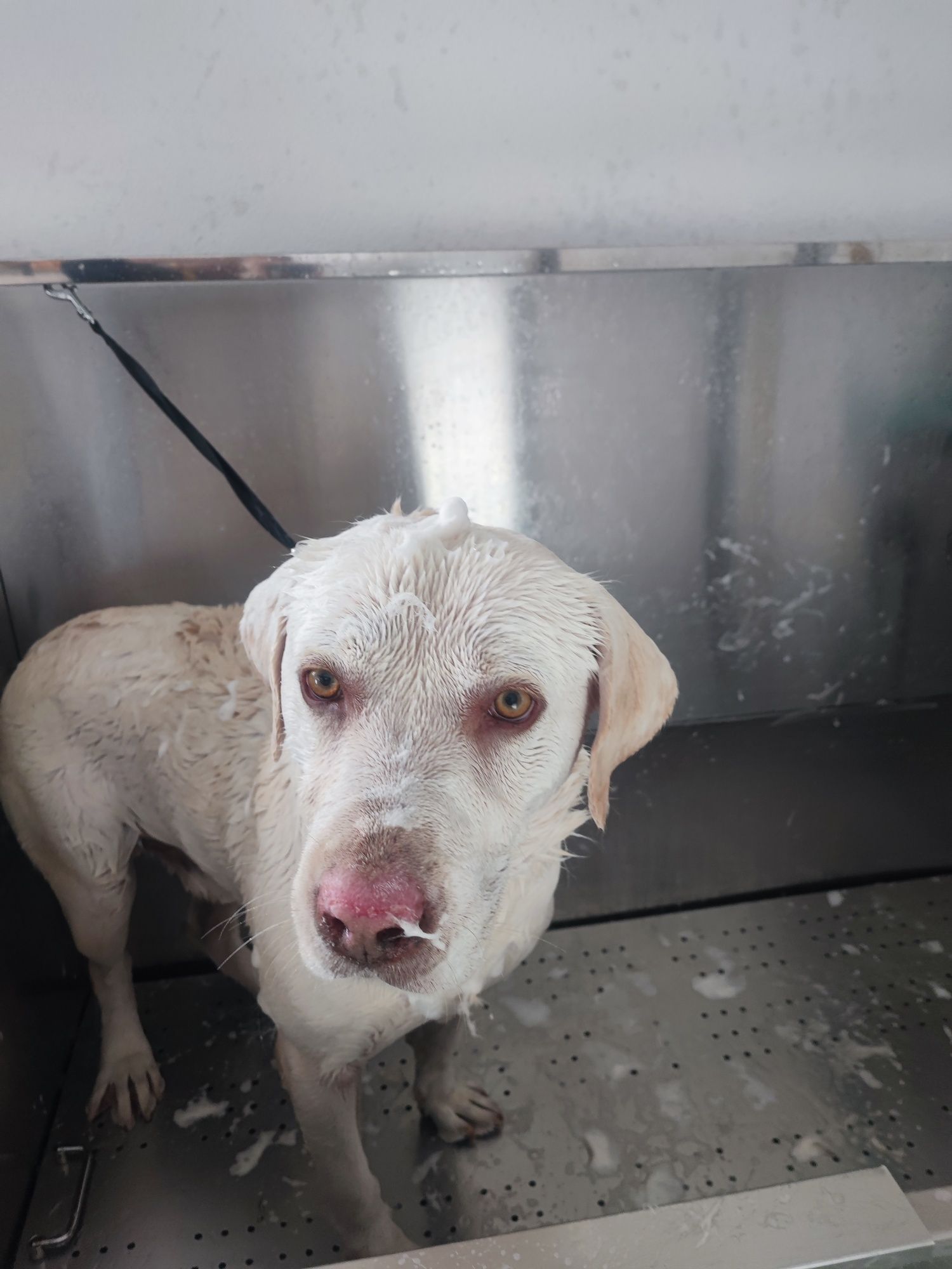 Estadia para cães
