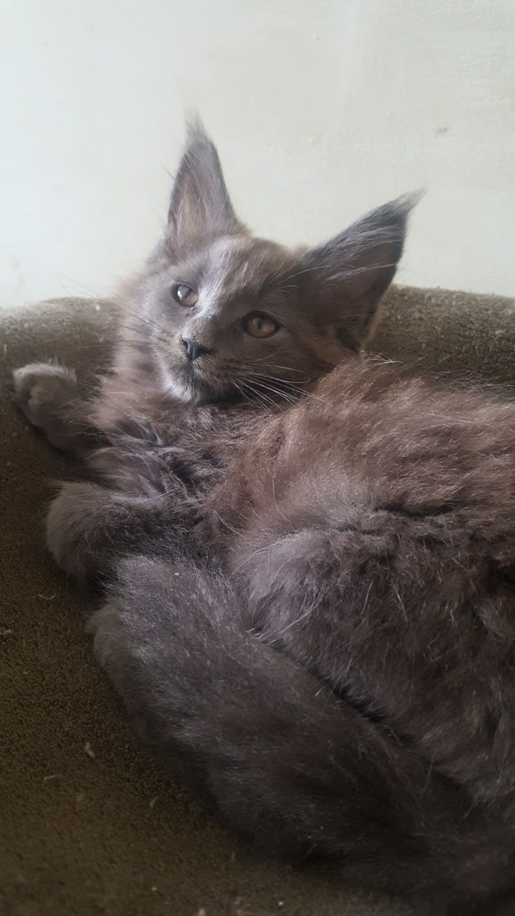 Koteczka Maine Coon WCF
