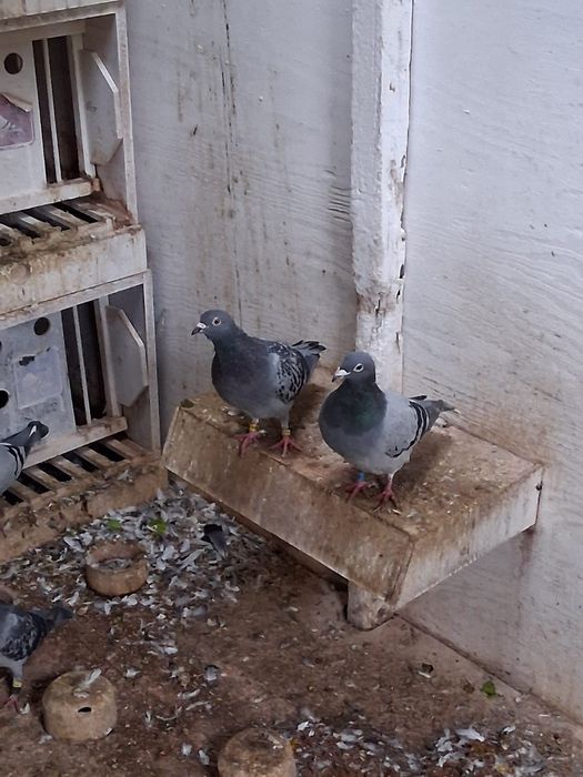 Likwidacja Hodowli Gołębie pocztowe plus zegar Tauris compact plus