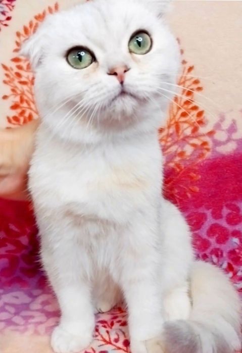 Срібна шиншила Справжній біленький ведмедик