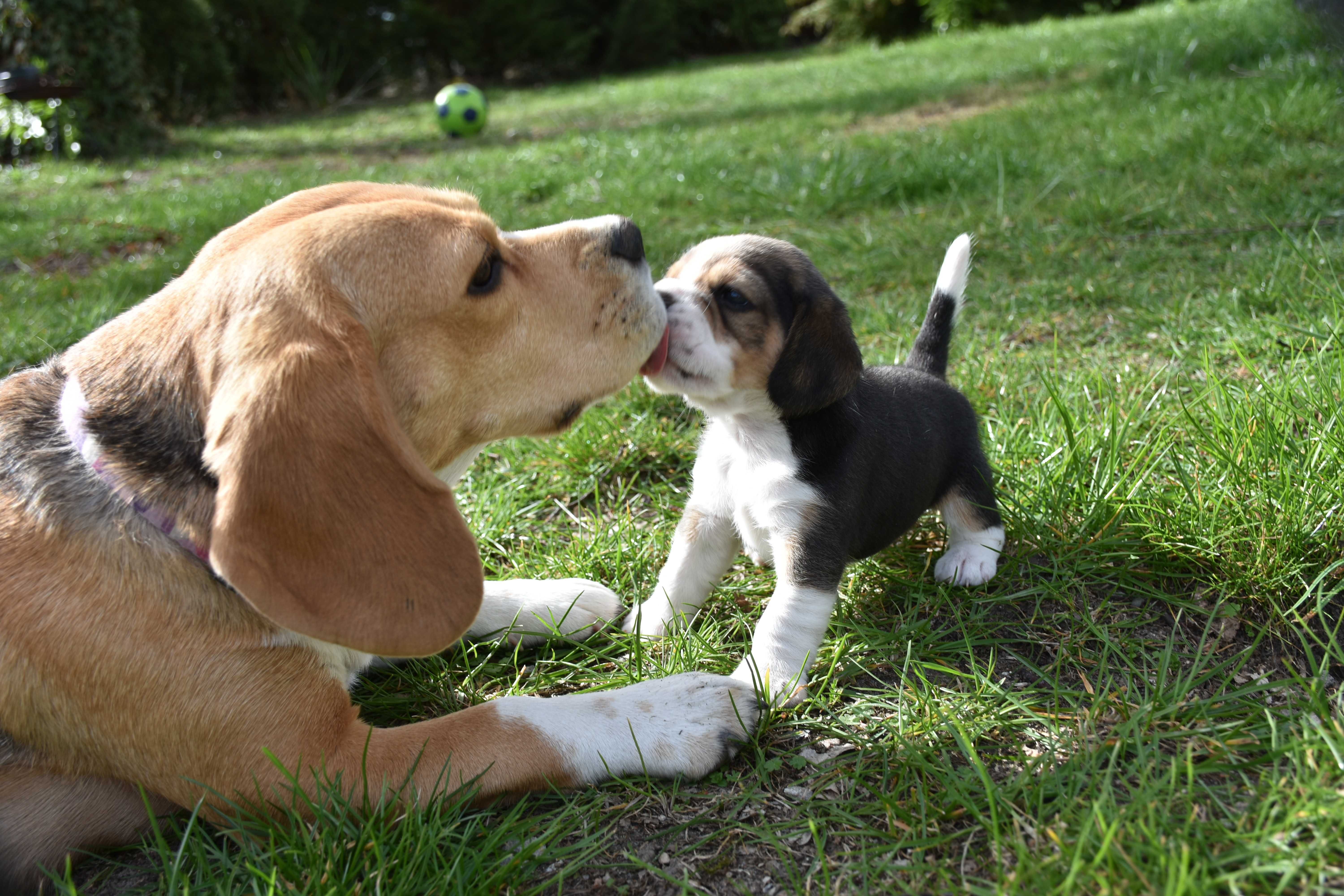 Cudowny chłopiec Beagle ZKwP (FCI) po championie gotowy na nowy dom