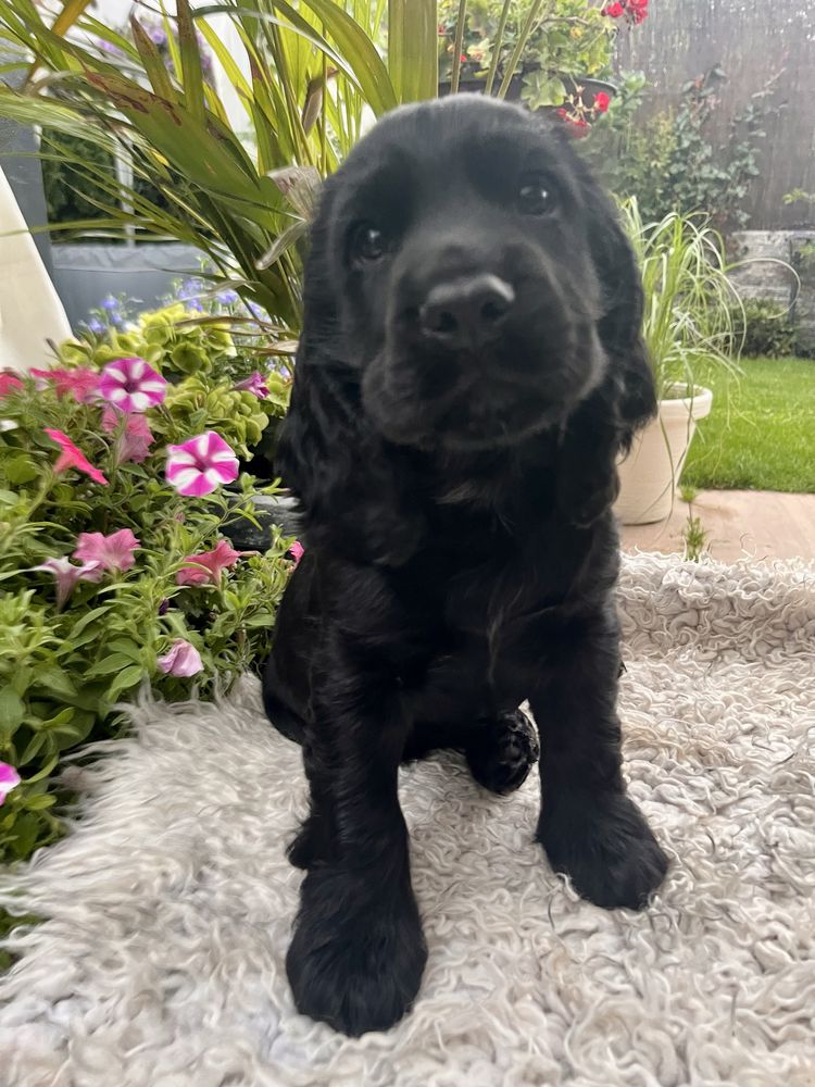 Cocker Spaniel Angielski - rodowód, trening czystości!!