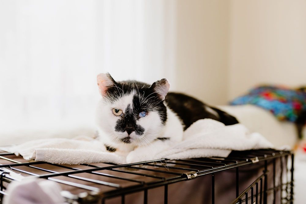 Uratujesz? Różne koty do adopcji