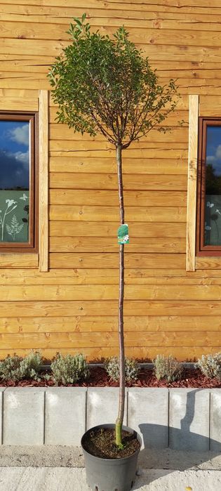 Prunus eminens Umbraculifera 10-12/ Wiśnia osobliwa