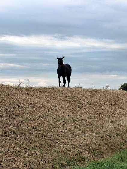 sprzedam konie śląskie