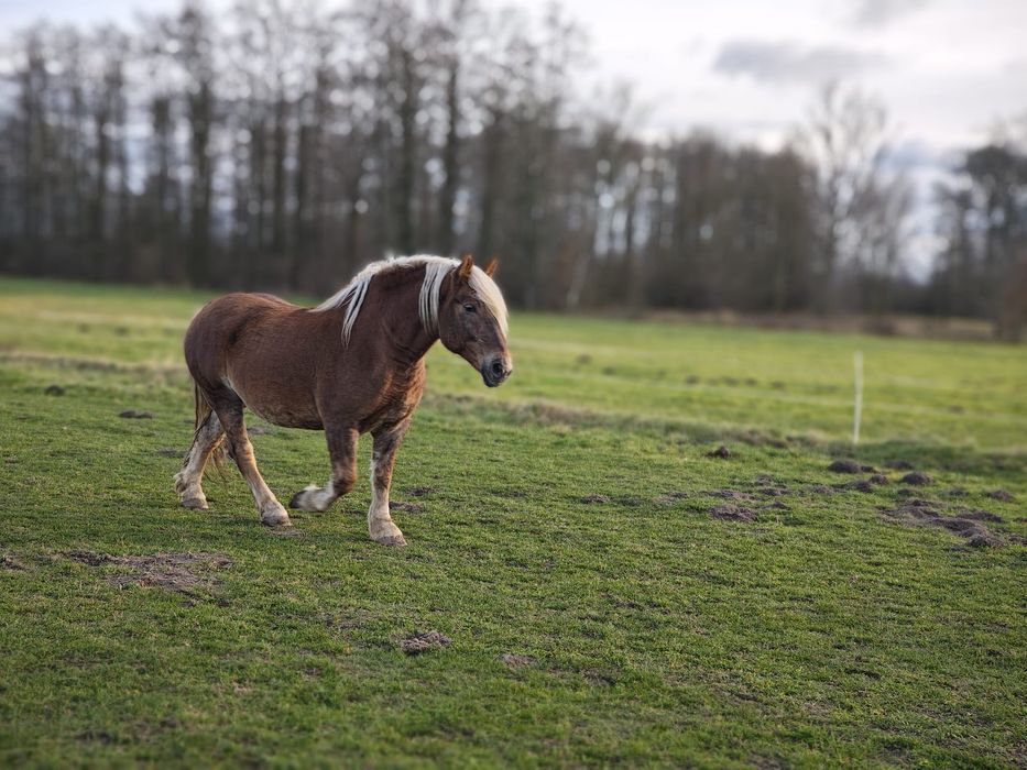 Konie zimnokrwiste sokólskie (programowe)