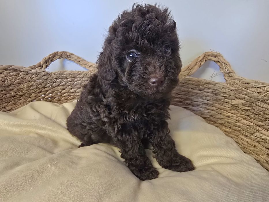 Pudel czekoladowy chłopiec samiec