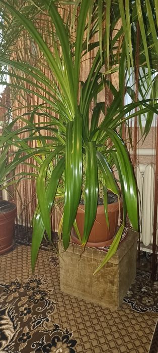 Продам! Фінікову пальму, та панданус
