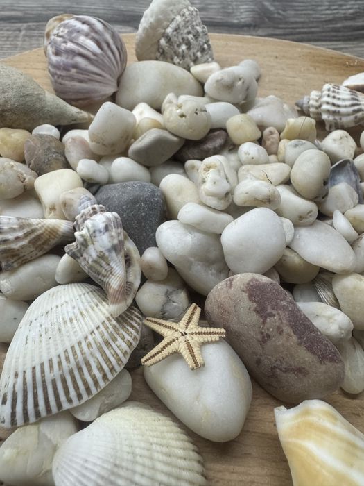 Камінчики та мушлі( ракушки) для акваріума чи декору.