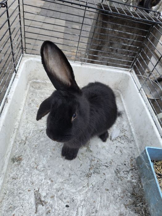 Sprzedam samice barana francuskiego