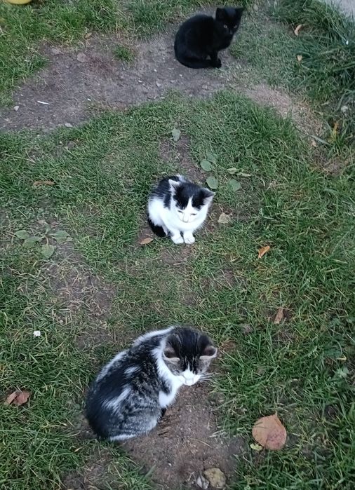 Oddam za darmo małe koty