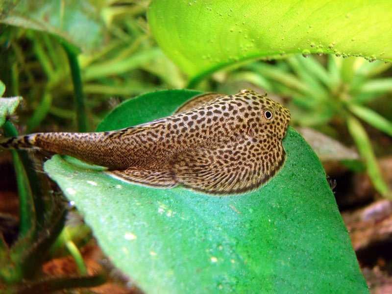 Cudaczek mały GRUBY KOCUR sklep zoologiczny rzeszów