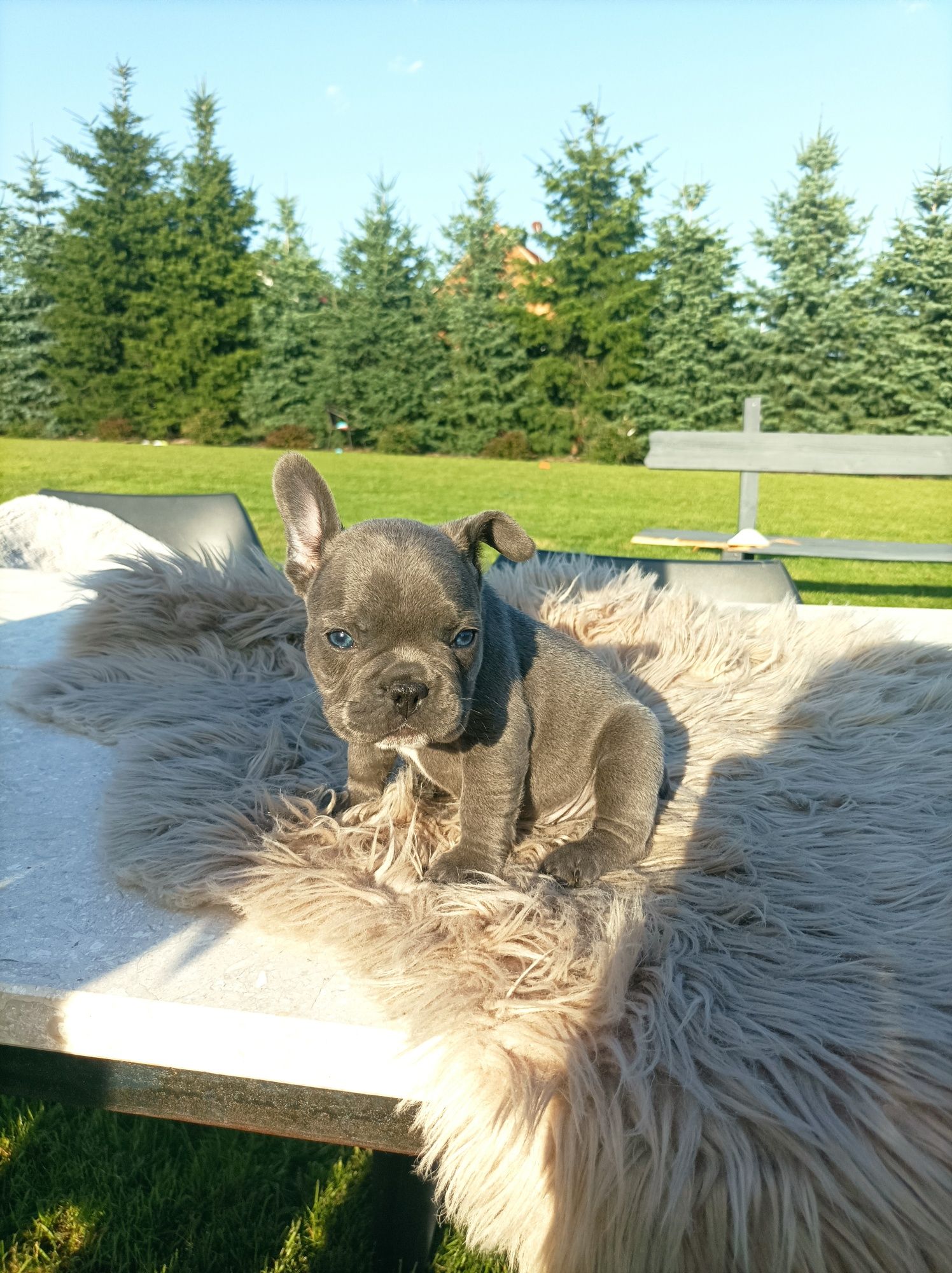 Buldog francuski