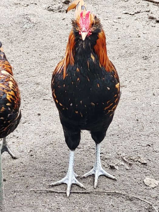 Kury czubatki KOGUTY sprzedam.