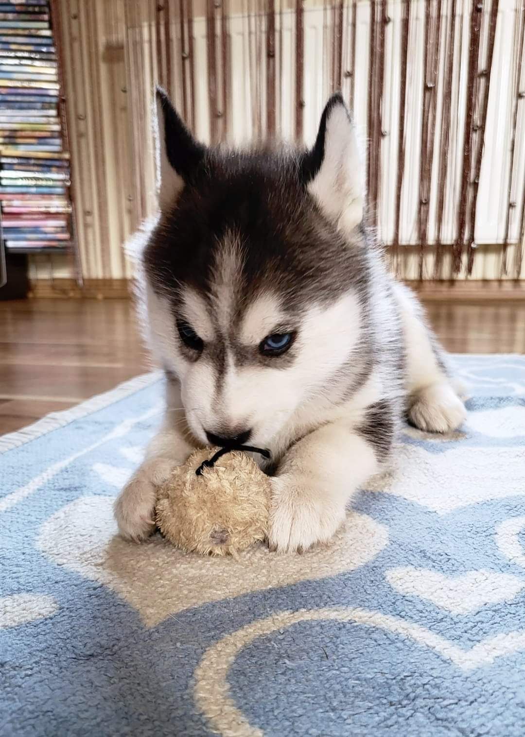 Siberian Husky sunia różnooka szczenie zkwp fci  syberian