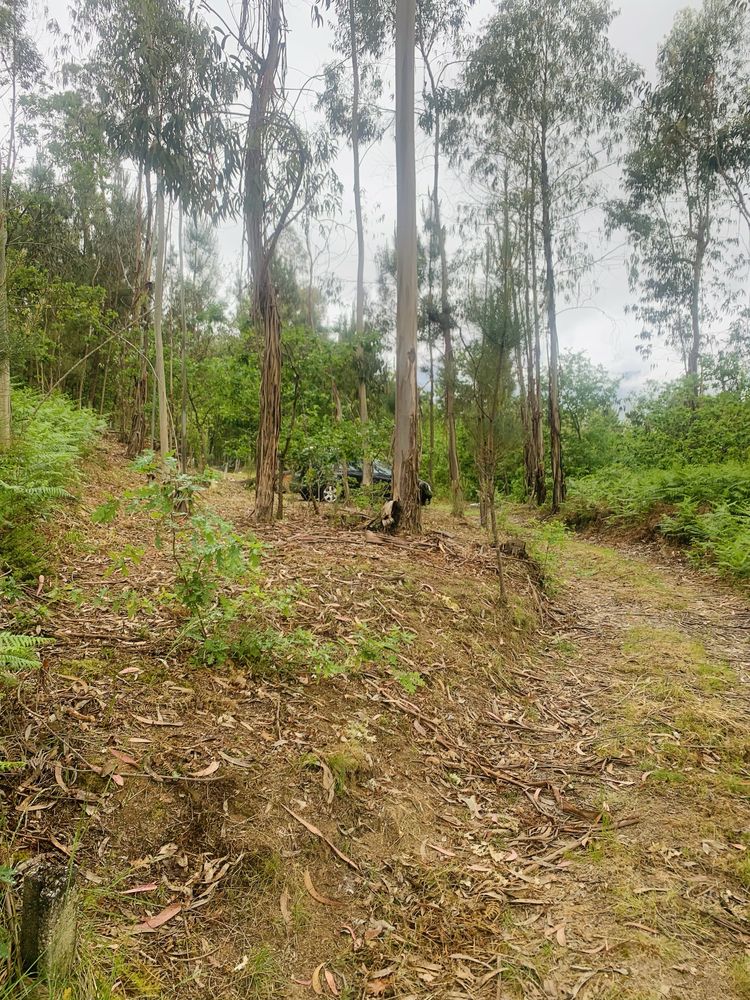 Terreno rústico com 2500m2 (Freixeda > Vilar Besteiros > 3460 Tondela)