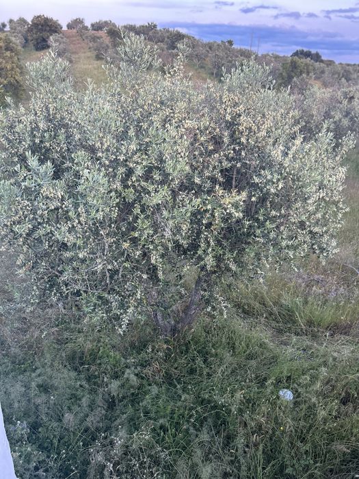 Oliveiras, Oliveira de campo