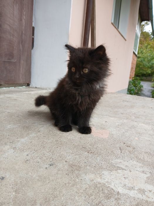 Продається котик