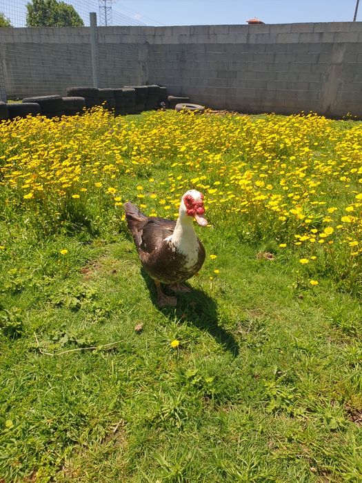Pato caseiro criado no campo