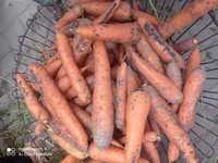 Продам домашню моркву