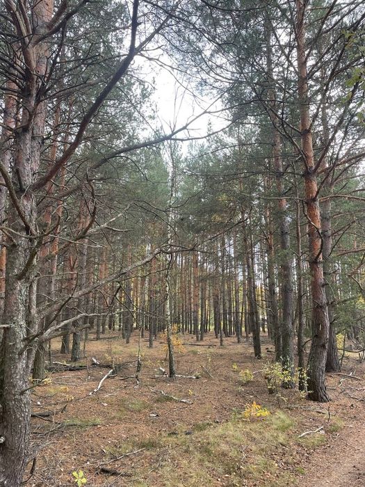 Продається земельна ділянка в с. Абрамівка, Київська область