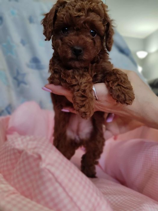 Pudel Toy dziewczynka chińska