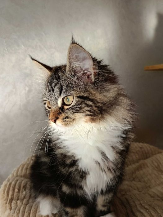 Urocza koteczka Syberyjska