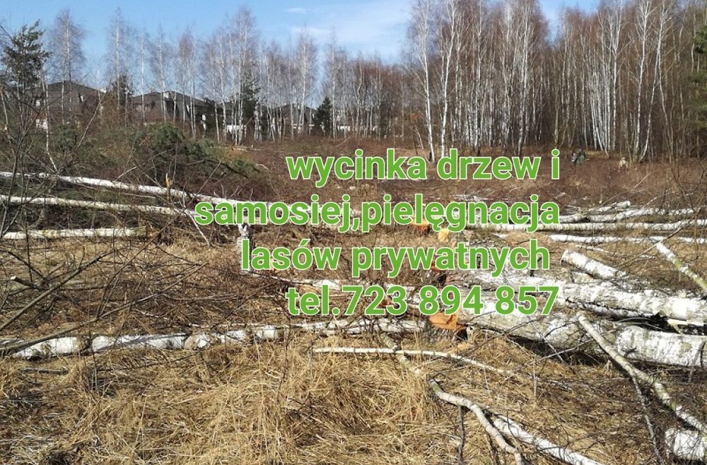 Wycinka drzew i samosiej