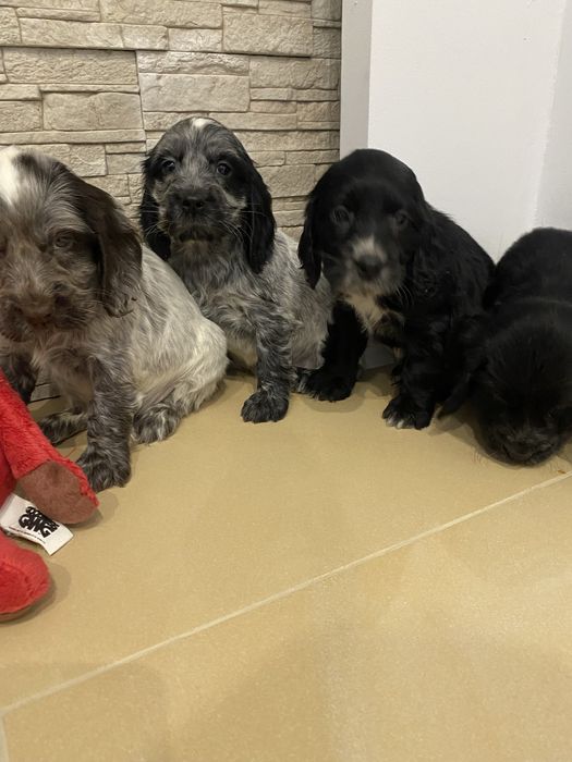 Piękny szczeniaczek cocker spaniel angielski
