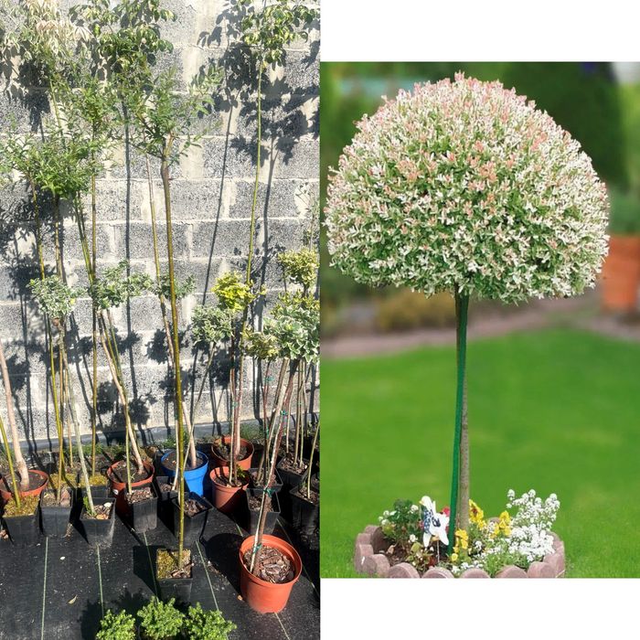 Верба Хакуро-Нішикі