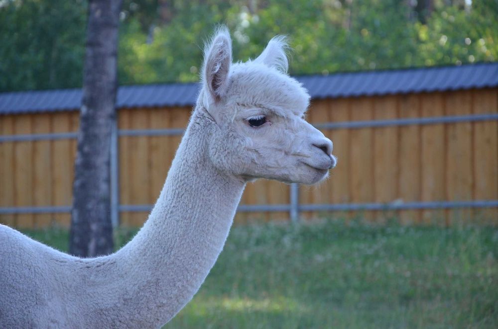 Samiec Alpaki HvA IVAR