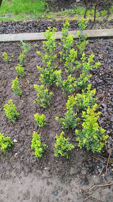 Самшит вічнозелений.