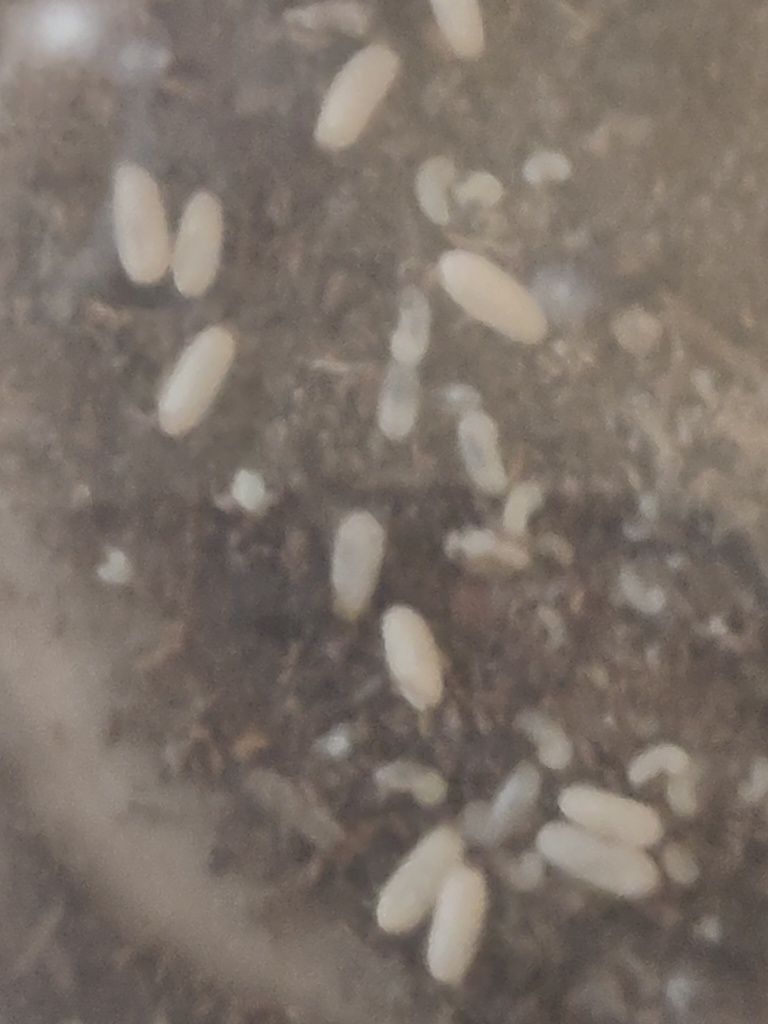 Poczwarki mrówek Formica fusca