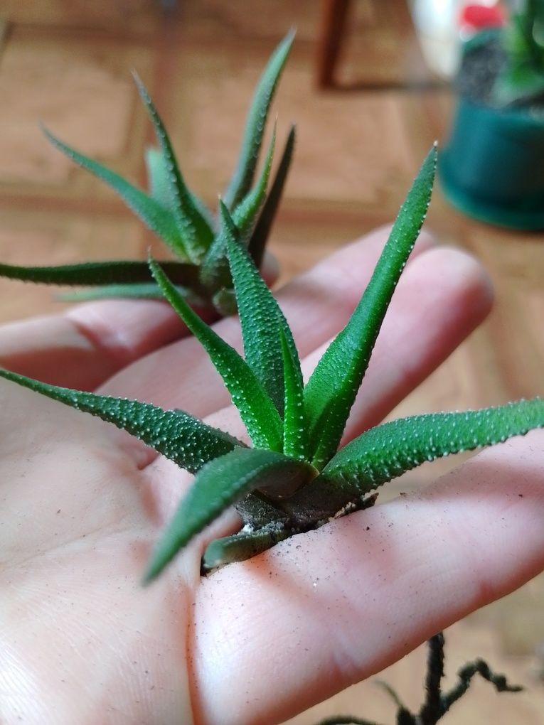 Хавортії Haworthia attenuata enon розпродаж

Источник: Мініатюрні суку