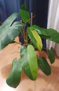 Philodendron Jose Buono Filodendron