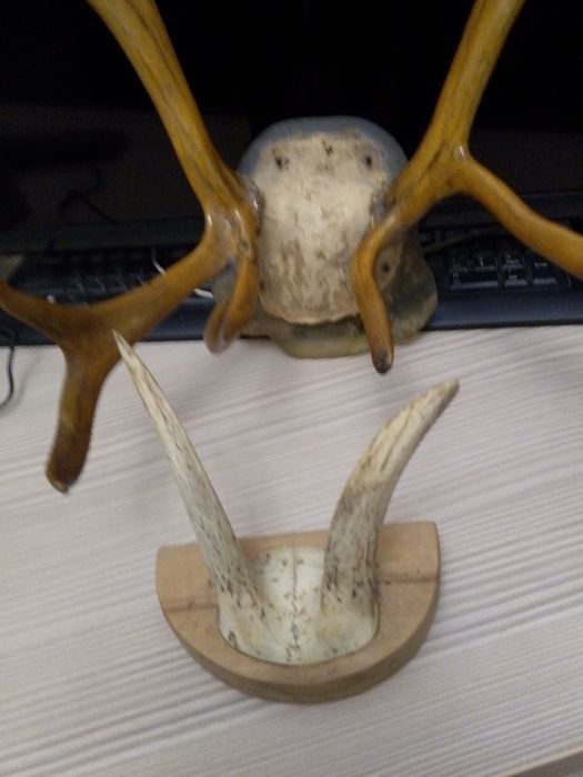 Продам сувениры "Рога"