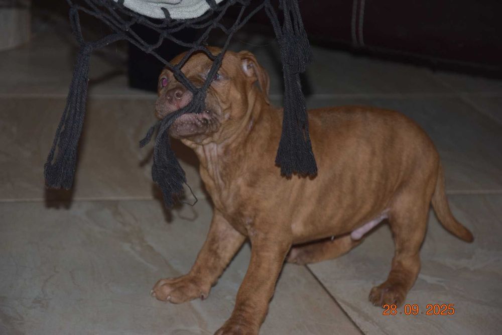 Szczeniak American pit bull terrier, pitbull