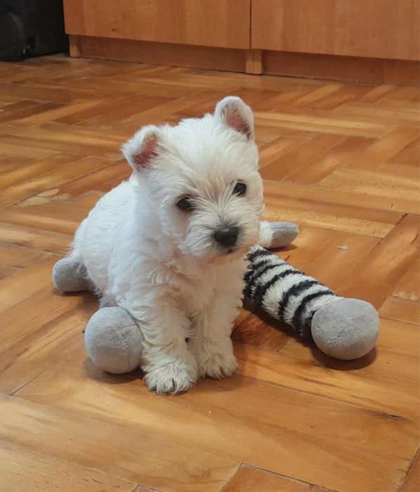 West Highland White Terrier - piesek