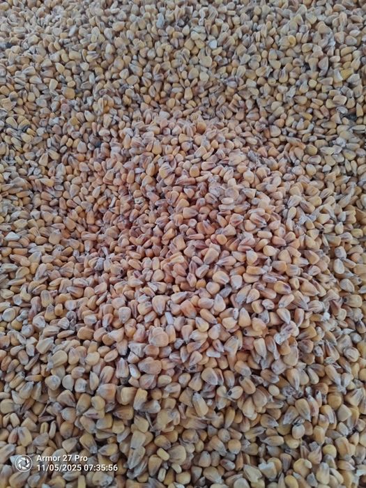 Kukurydza sucha ze zbioru 2025