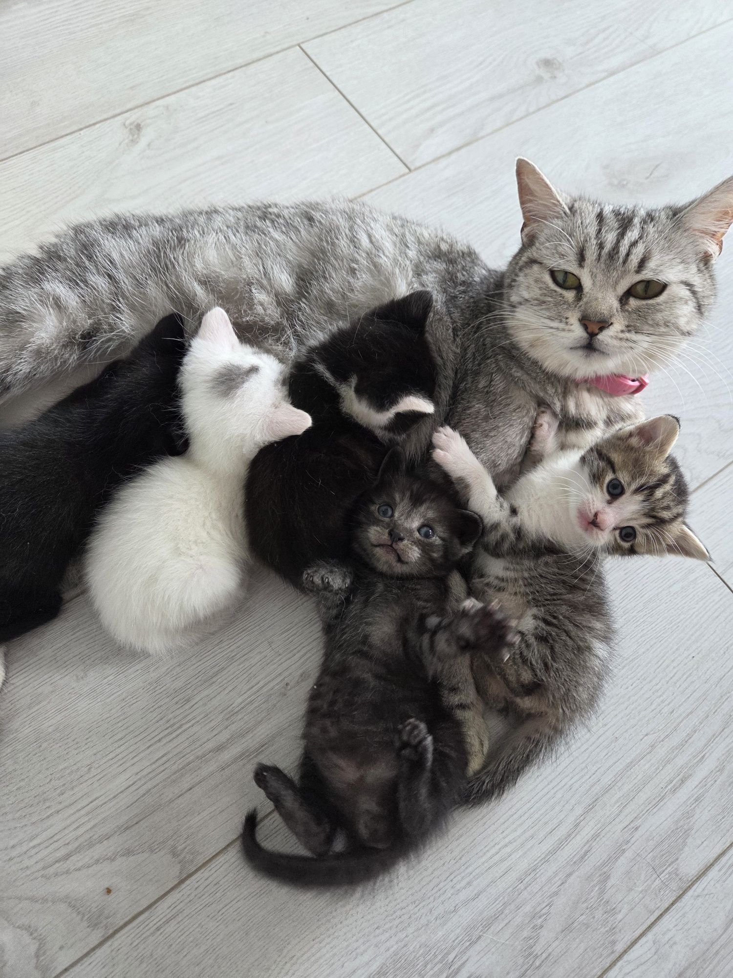 Кошеня дівчинка, 5 тижнів,   Київ