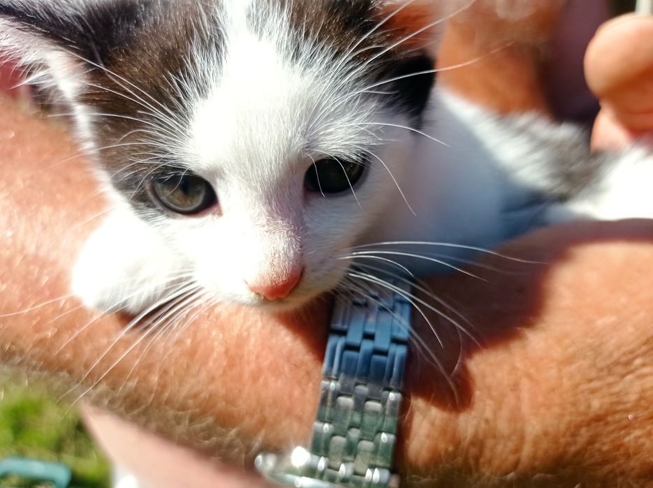 Kot, kotek oddam kota