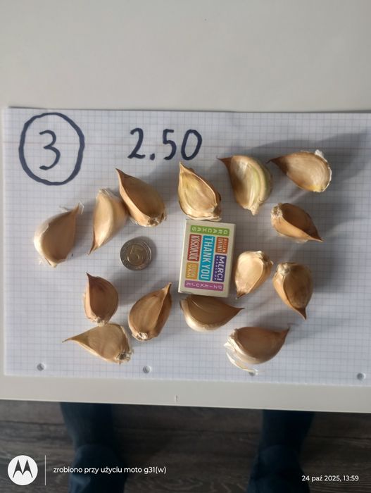 Czosnek słoniowy , gigant