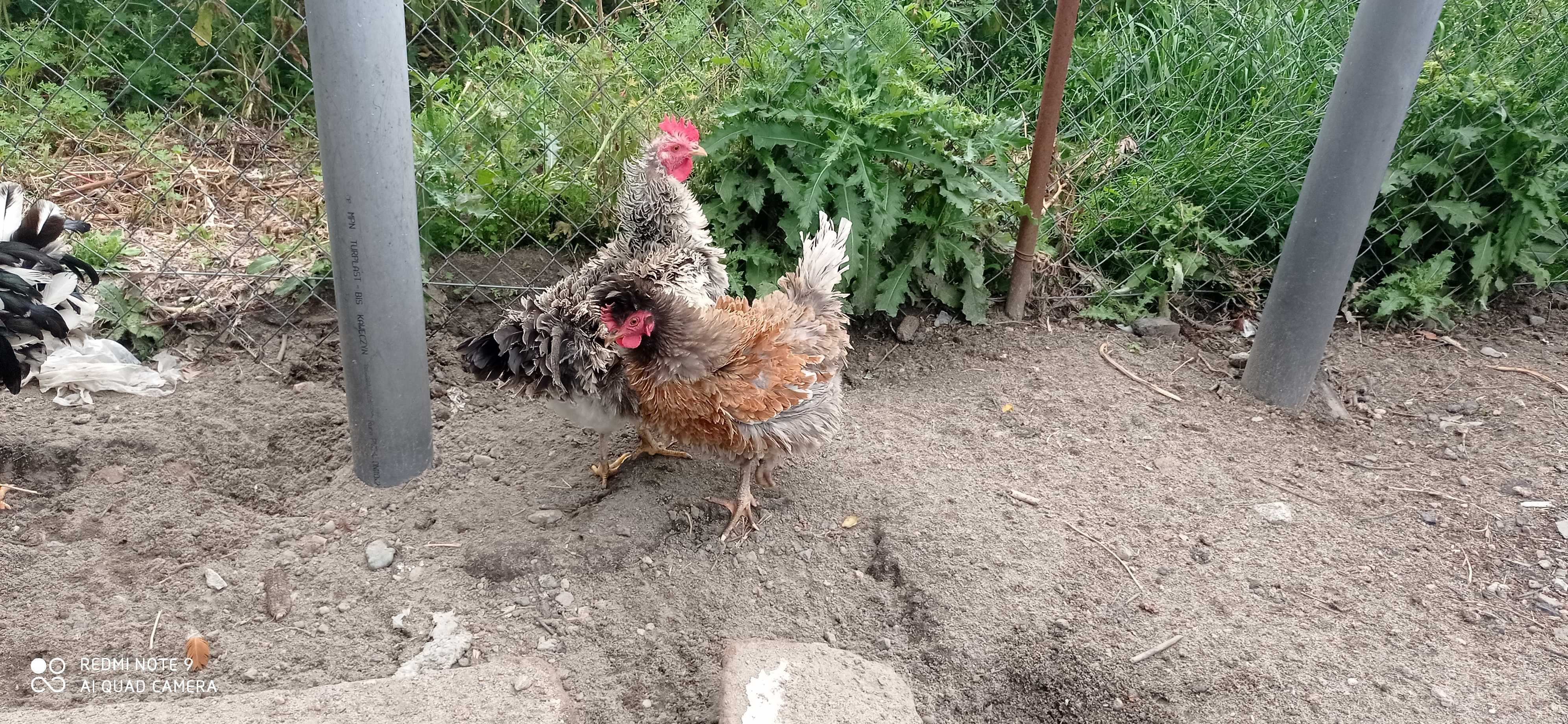 Jaja legowe goloszyjki, lokowane czubate, mix