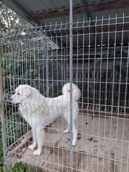 Owczarek podhalanski 3 letni oddam