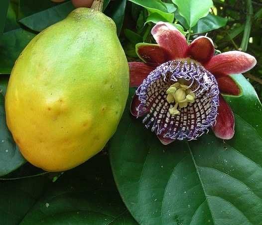5 Sementes Maracujá Alata - Passiflora alata
