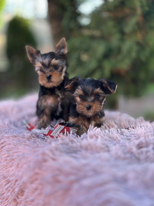 Продам особливого Йорк Міні хлопчика – справжній улюбленець