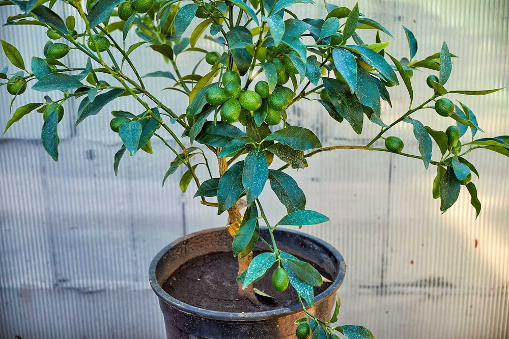 В продаже плодоносящие цитрусовые